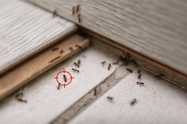 Best Pest Control for Homes  in Venice, FL