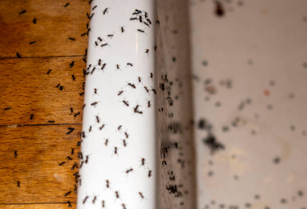 Trusted Venice, FL Pest Control Experts