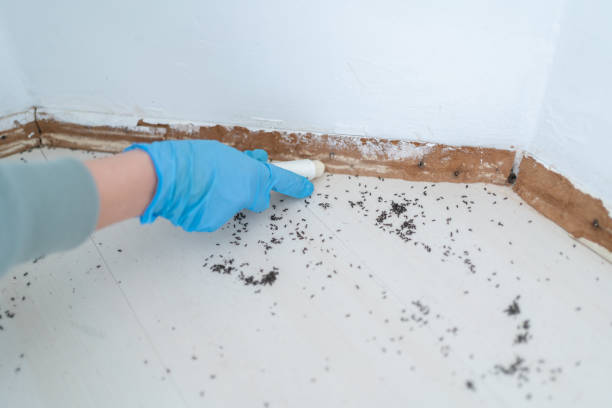 Best Best Pest Control Companies  in Venice, FL